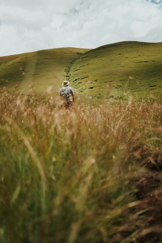 the person is walking through tall grass on the hill