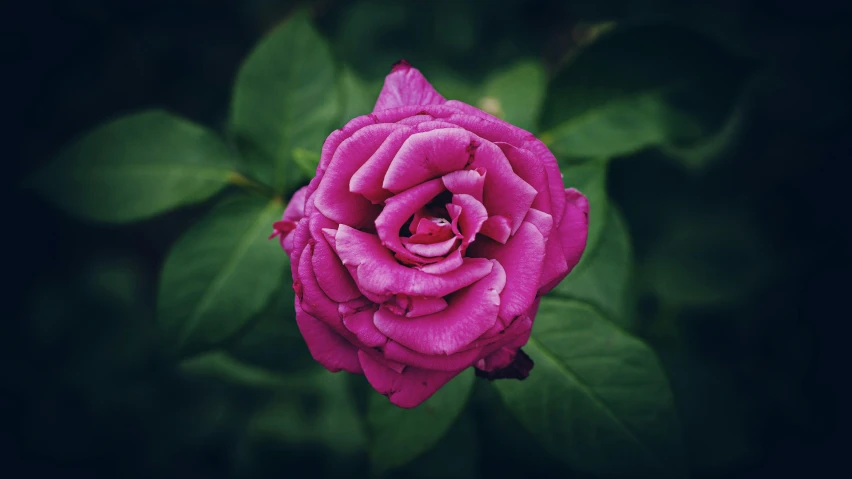 a single purple rose with green leaves