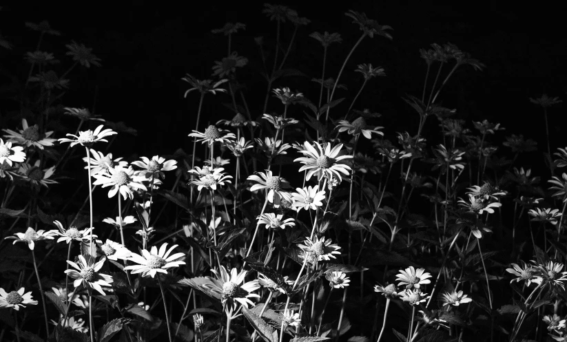 the large flowers are white in color on the field