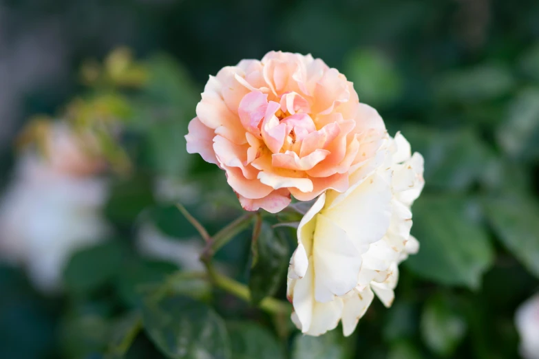 a peach colored flower blooming near a bush