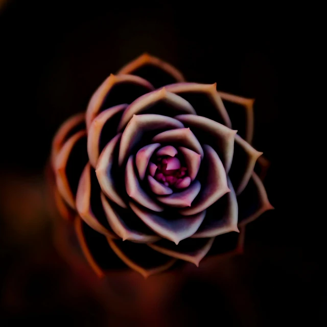 closeup of a flower in the dark