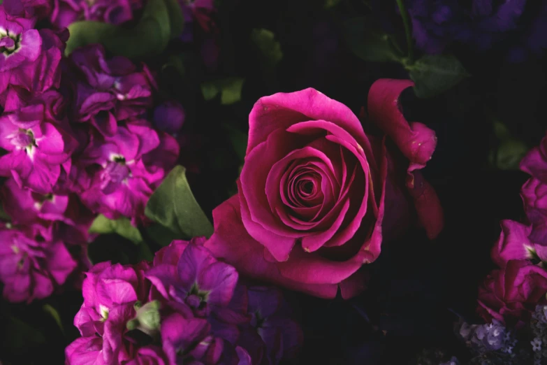 purple flowers with green leaves and a single rose on the side