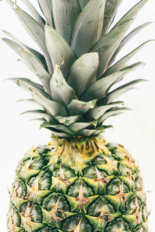 a big pretty pineapple that is standing still