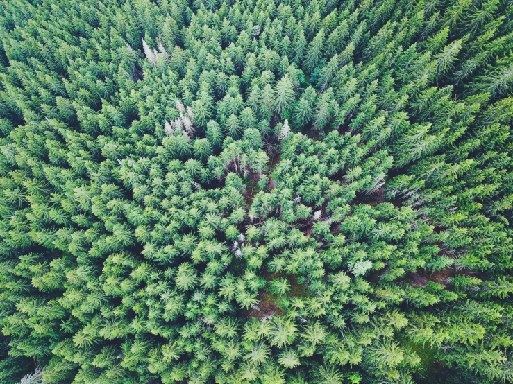 an aerial view from a helicopter of the tops of trees