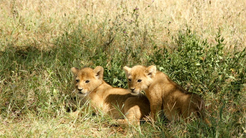 two lions sitting in a tall grass field