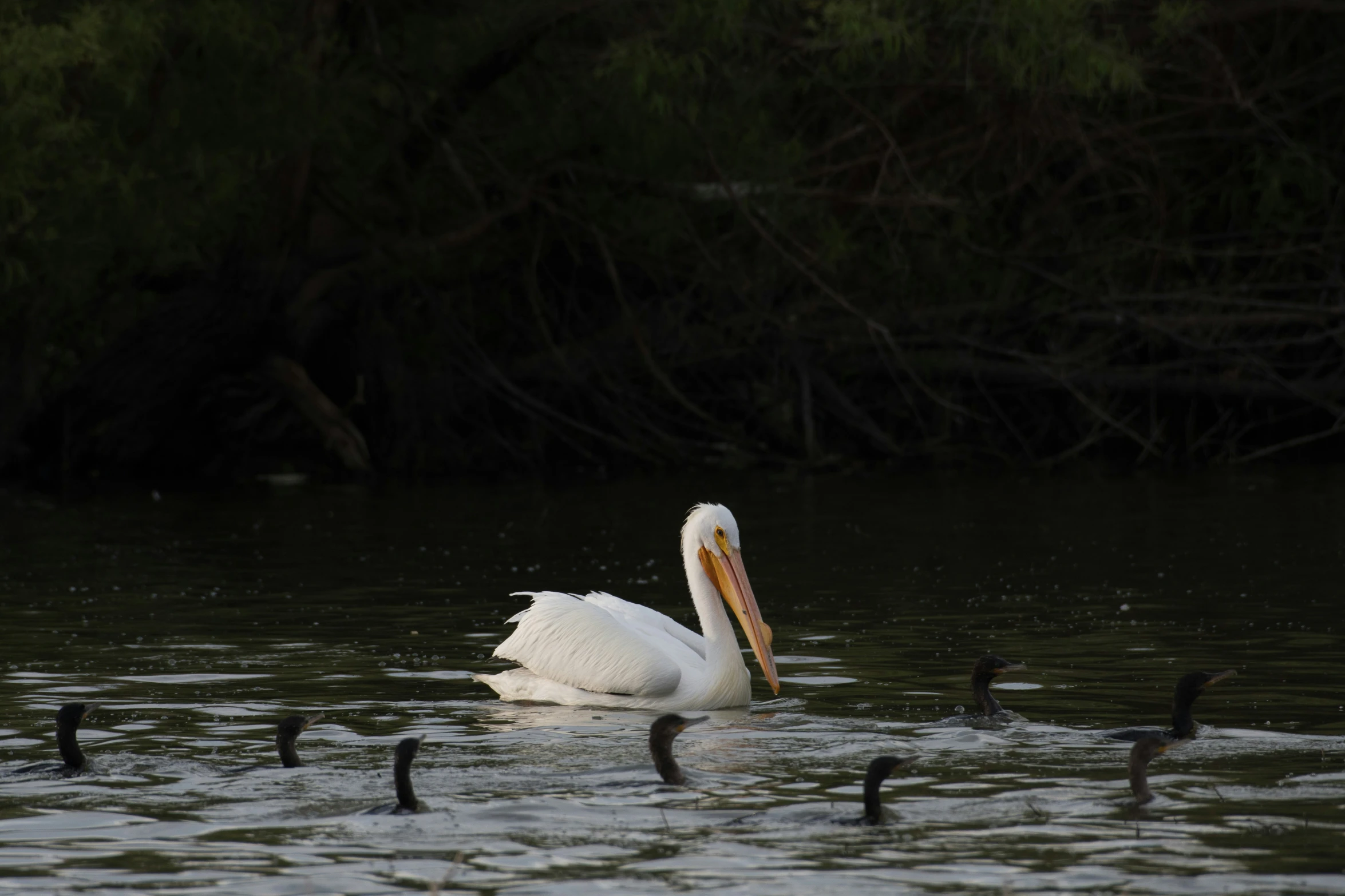 a large bird in a pond near many black birds