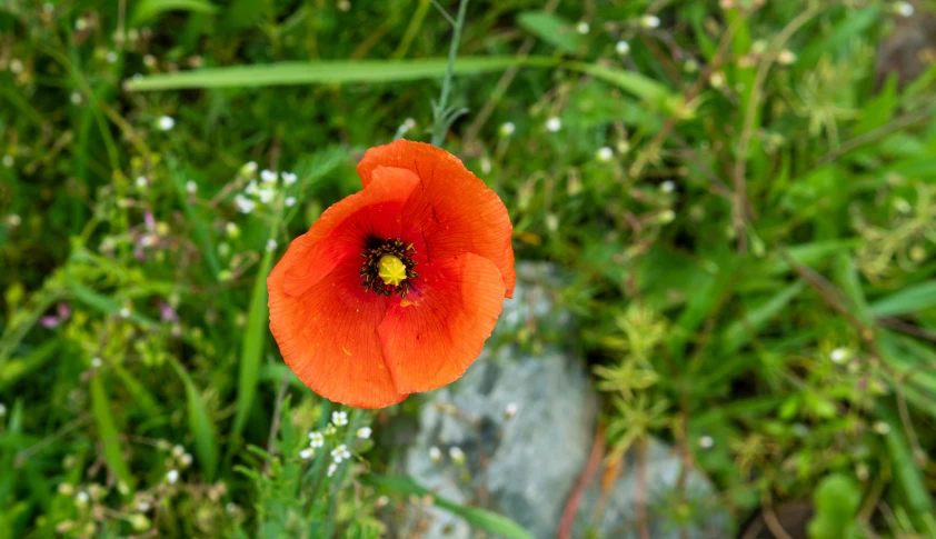 a close up of a single flower by some grass