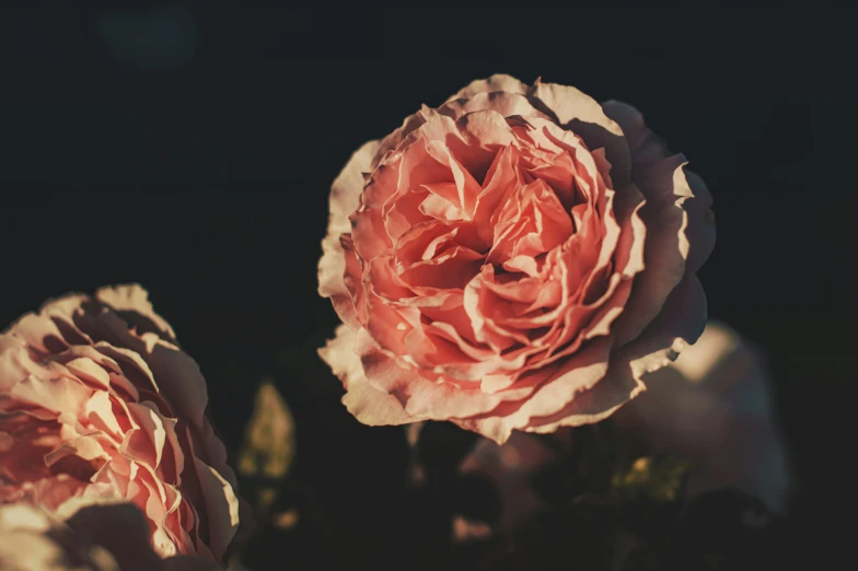 some pink flowers on a dark background and a black sky