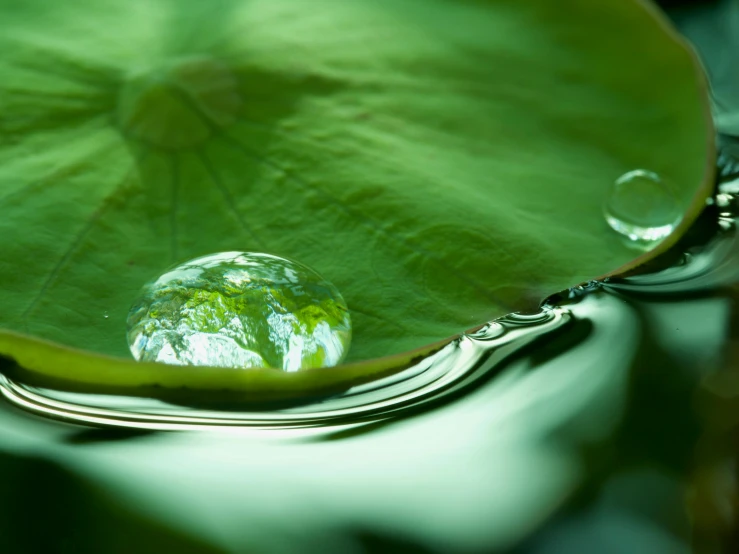 a green leaf is reflecting its image on water