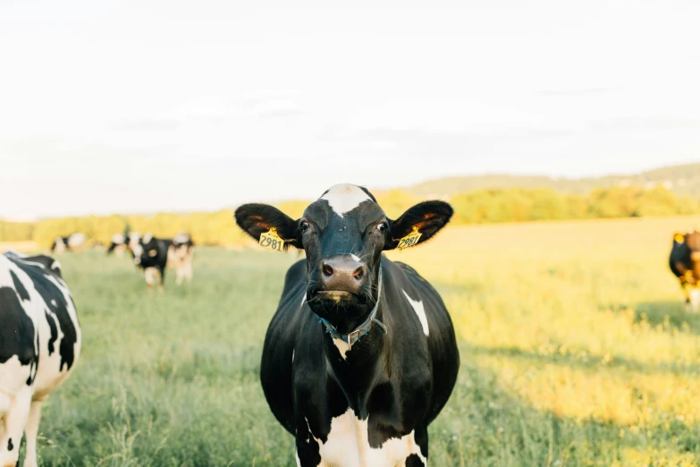 a cow with two ears is standing in the field