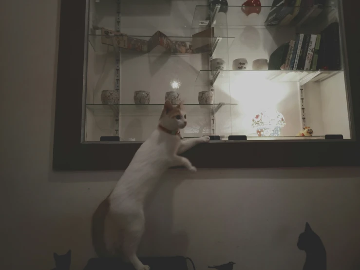 a cat is on its hind legs trying to get a look at itself in the mirror