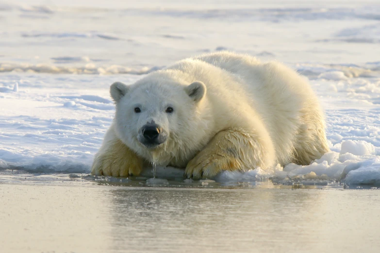 the polar bear is sitting and chewing on the ice