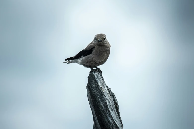 small grey bird standing on top of a wooden post