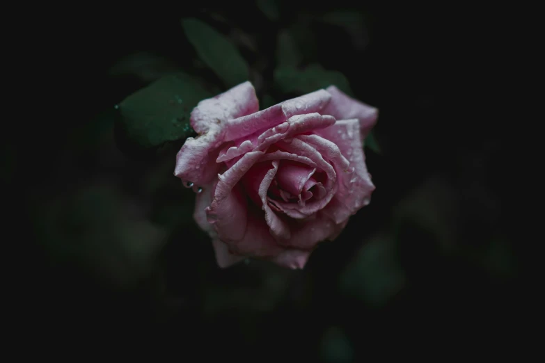close up po of a pink rose with water droplets