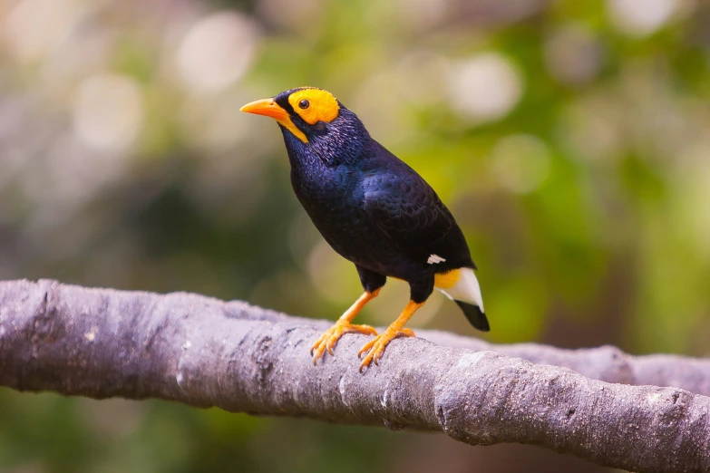 a bird sitting on top of a wooden nch