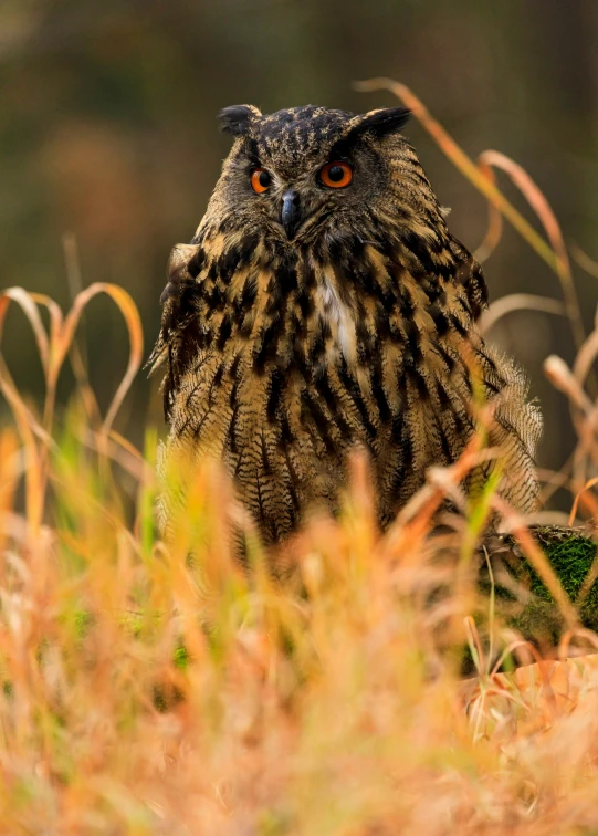 an owl is sitting in the tall grass