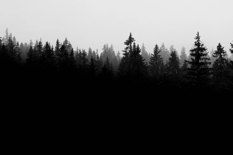 some trees in front of a hill in the fog