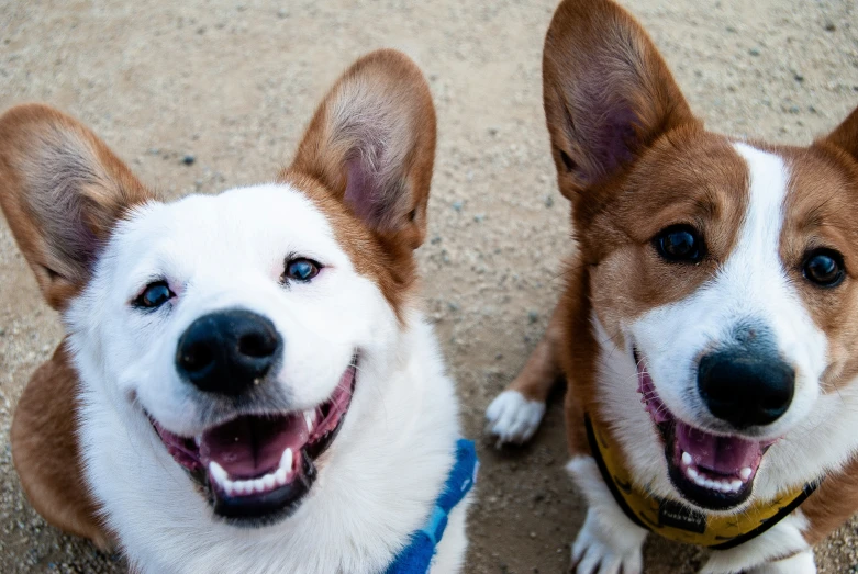 two brown and white dogs smiling in a parking lot