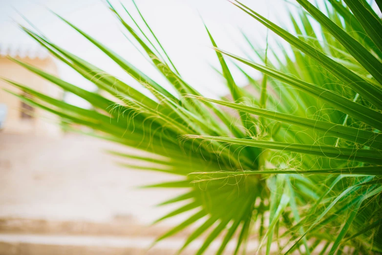 green leaves on the palm tree outside