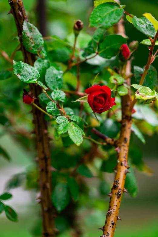 a close up of a tree with several small flowers