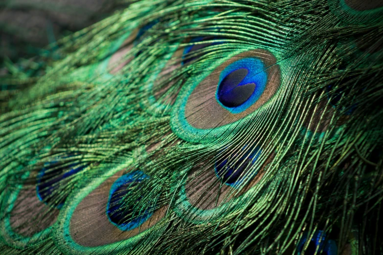 a close up picture of a beautiful peacock feathers