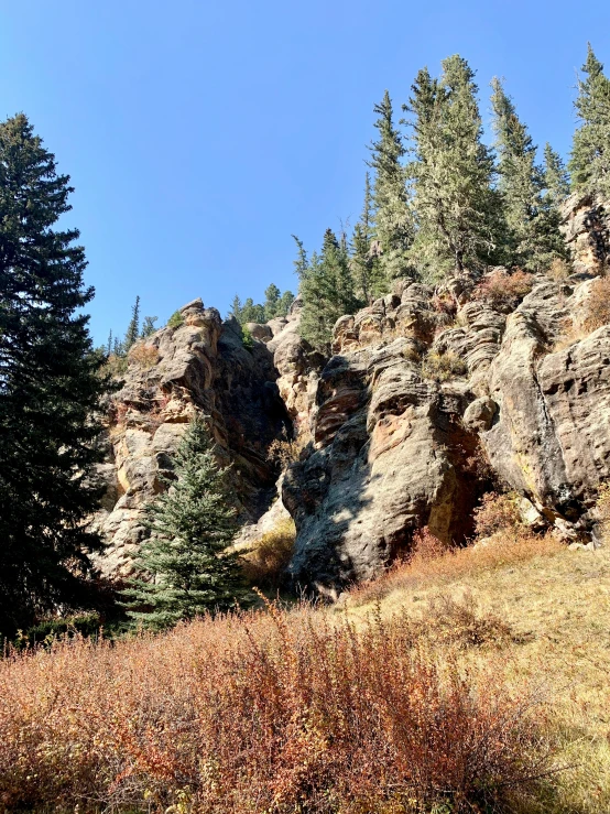 a tree - lined rocky hillside with brown plants