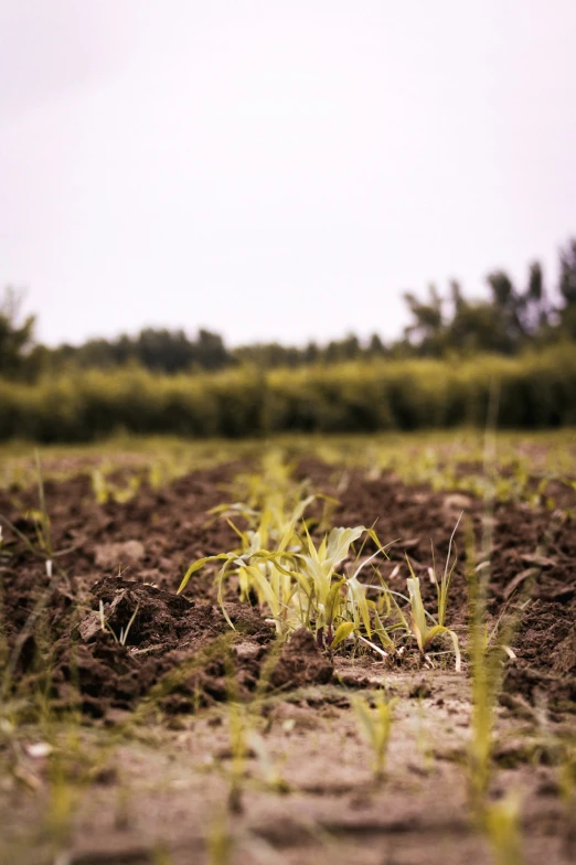 close up view of some grass with no leaves