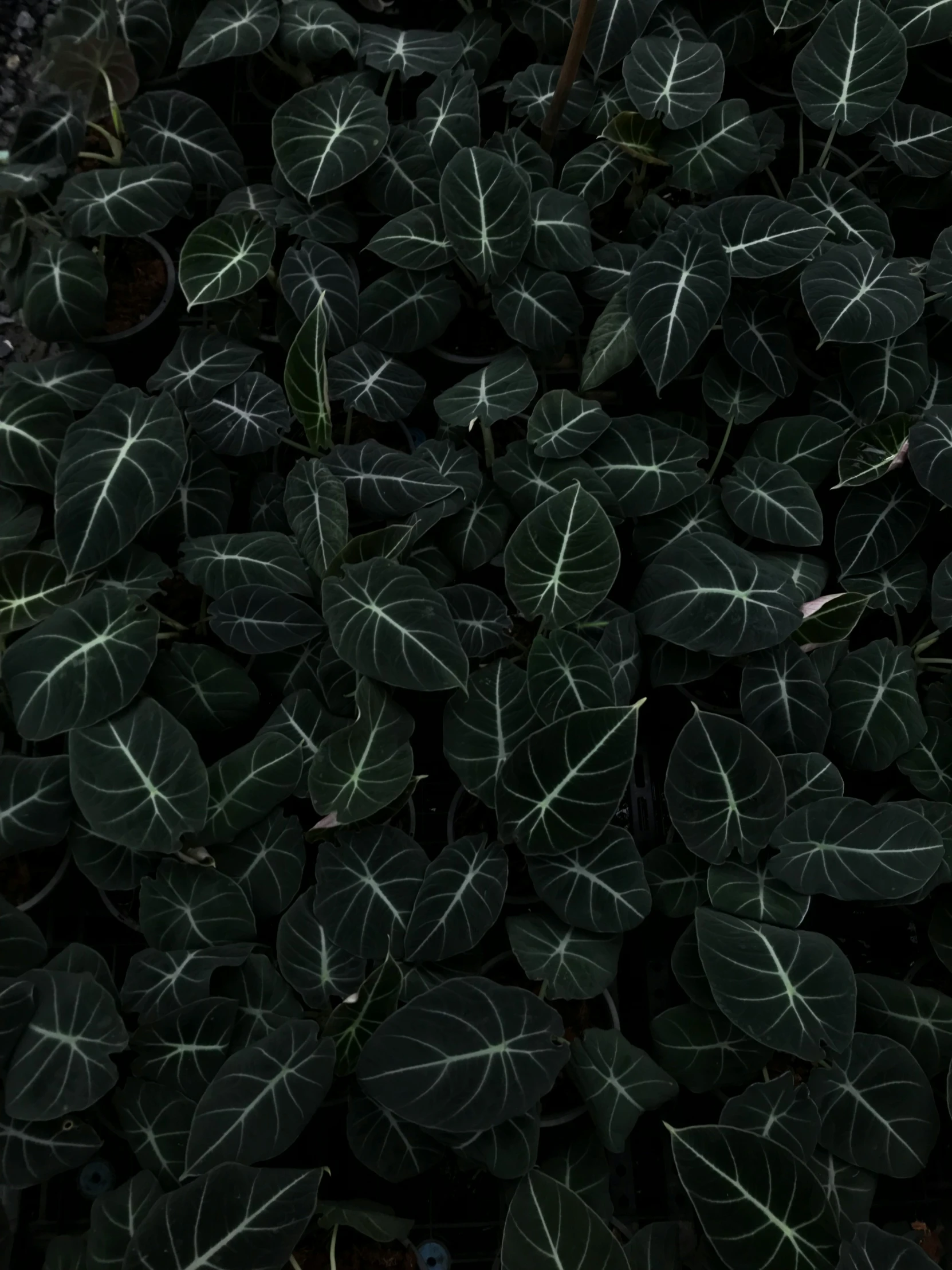 a dark background of large green leaves