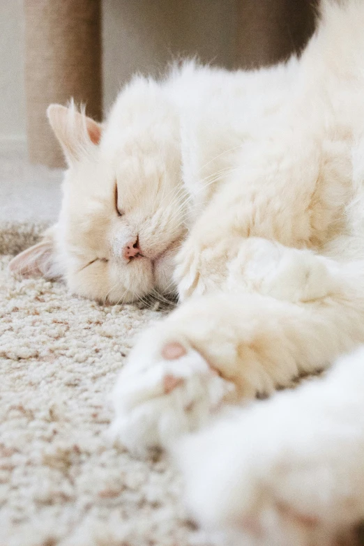 the cat is asleep on the carpet, but without eyes