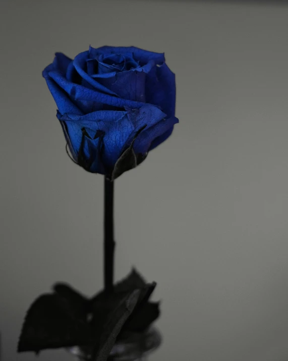 a close up s of a blue rose in a vase