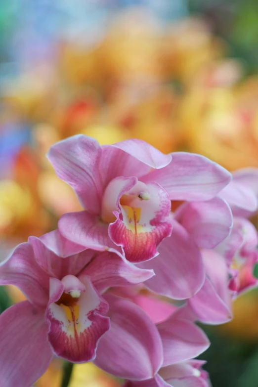 pink flowers sitting together in a display case