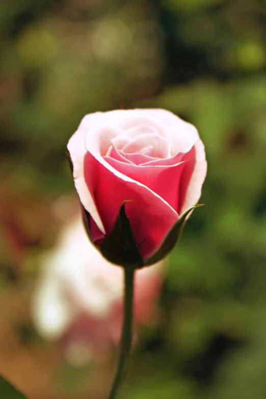 an extreme closeup view of a small flower