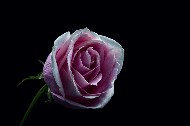 a single pink rose that is blooming with leaves