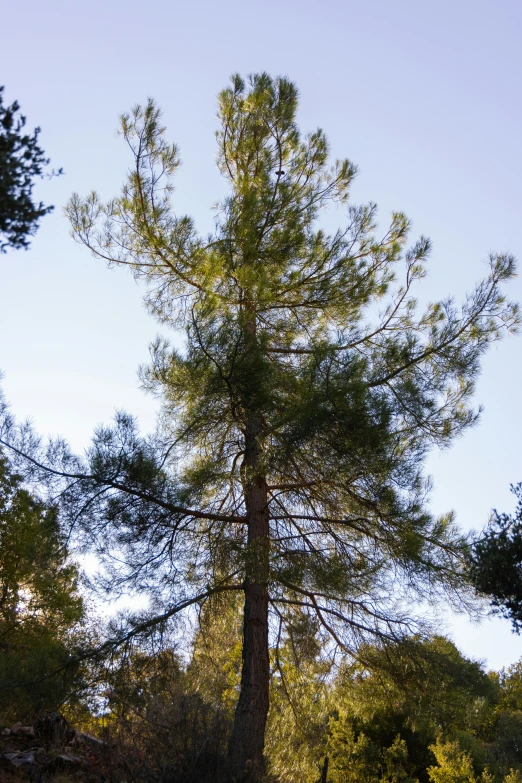 a view of a tall tree from the ground