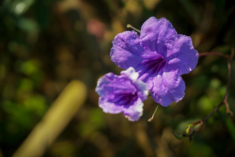 a blue and white flower with green foliage in background