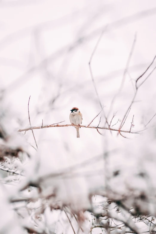 small bird perched on a nch with snow on it