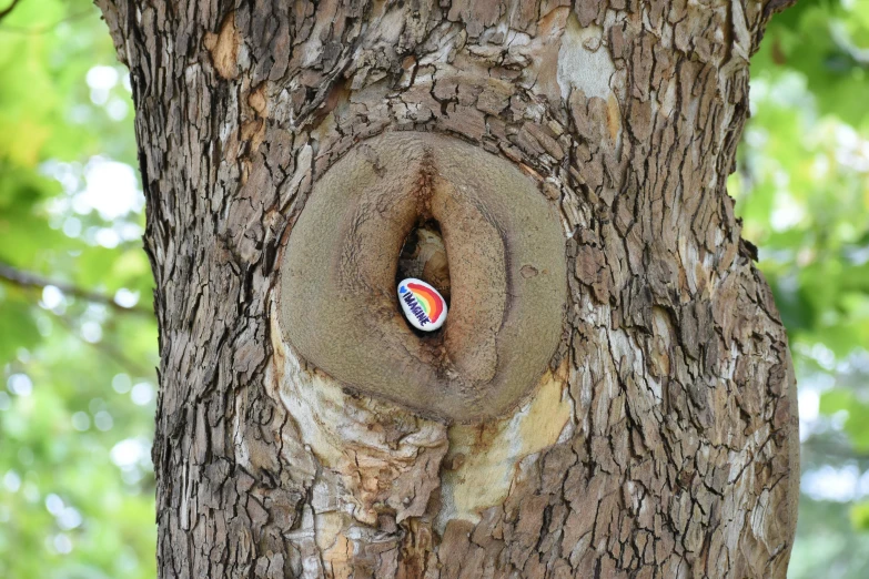 an image of a sticker on the tree