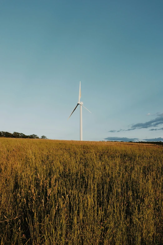 wind turbines on the horizon in a wheatfield