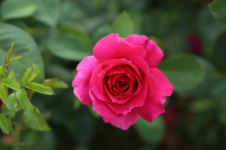 a large pink rose sitting in a garden