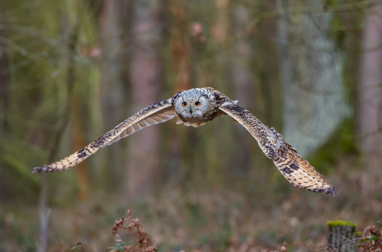 a large owl flying through a forest filled with trees