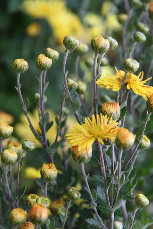 a group of yellow flowers with lots of buds on it