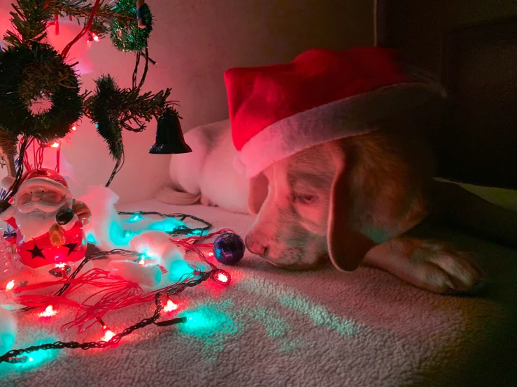 a dog lying on the ground next to a christmas tree