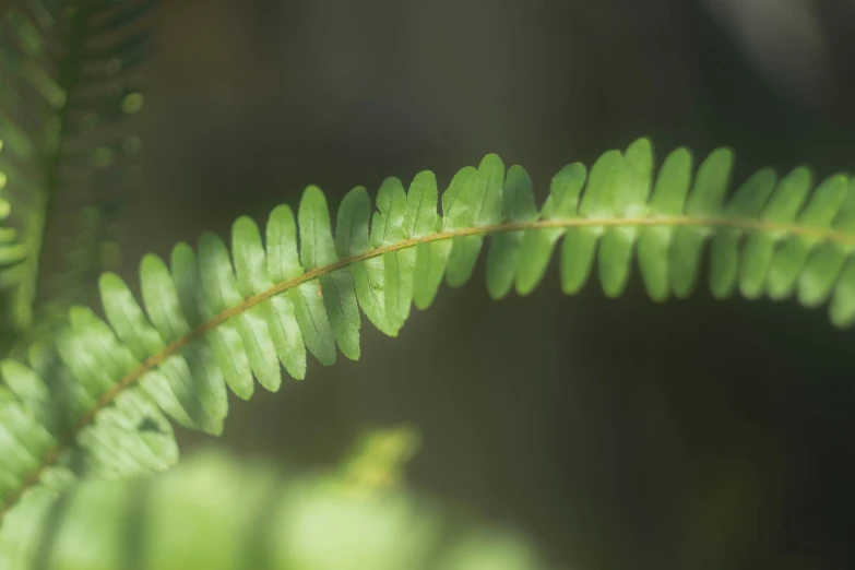 closeup of fern leaves in the sunlight