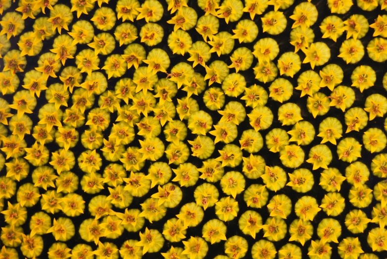 many yellow flowers are placed on the background