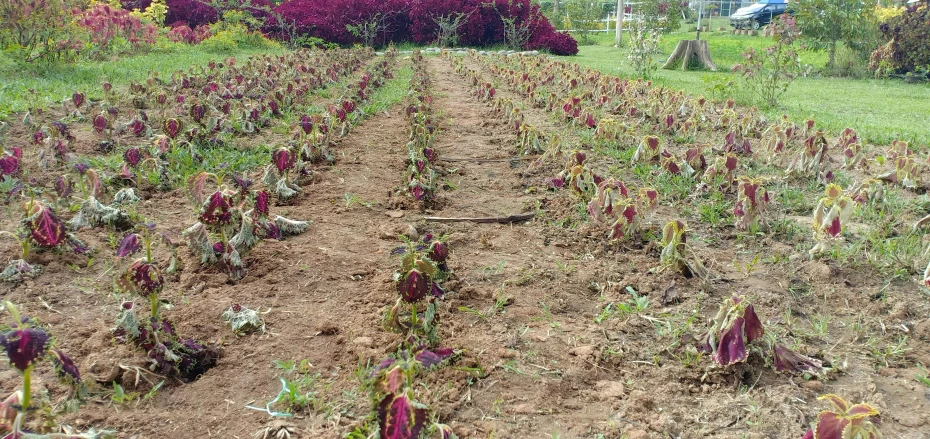 a field with plants growing in it