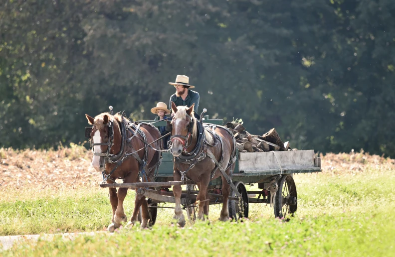 a man and his horses are traveling down a trail