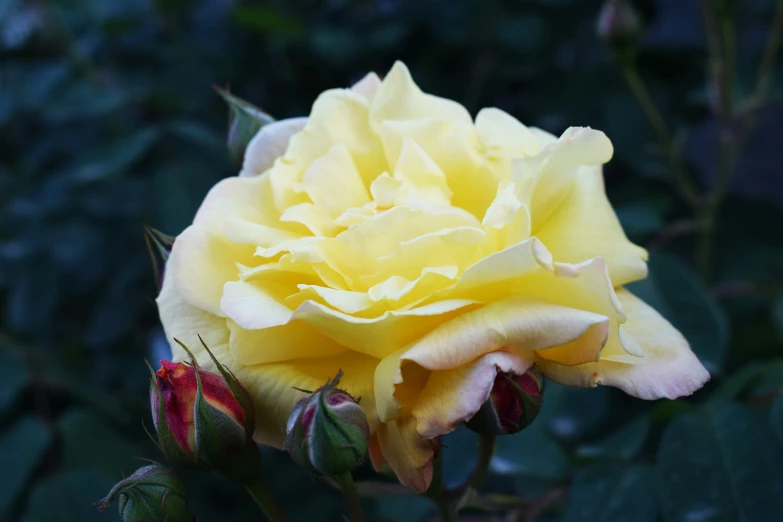 a yellow rose with red buds sitting on top of it