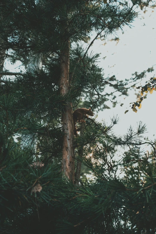 a small animal hanging from the tree's nches