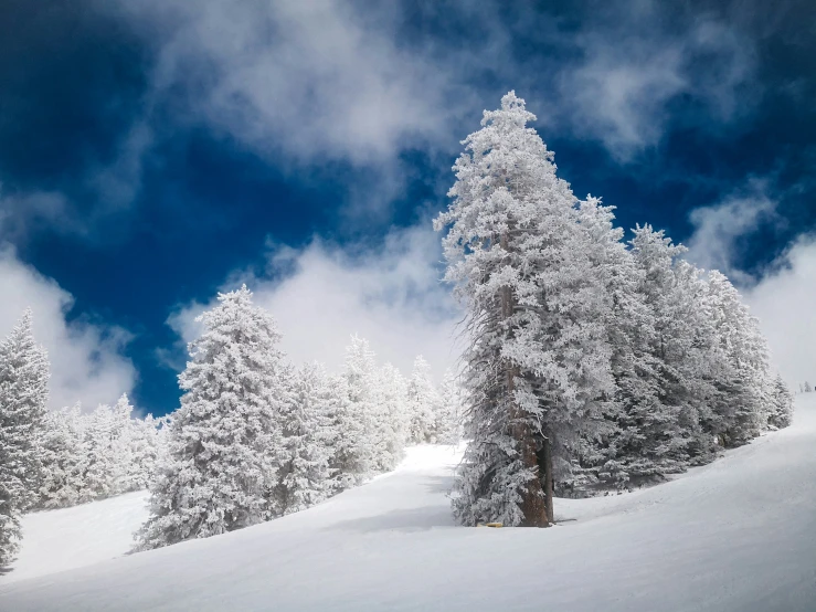 the clouds are clear and blue, while the trees are snow covered