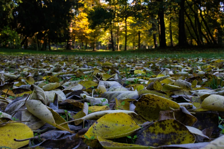 this is some leaf litter on the ground